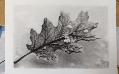 Di 11 nov – Special Workshop Bloemen & Planten tekenen |volw /16+ |1 les